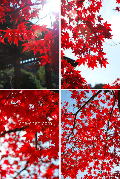Fiery Red Maple Leaves @ Shinjuku Gyoen, Tokyo